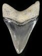 Serrated Megalodon Tooth - Venice, Florida #42298-1